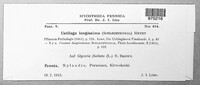 Ustilago filiformis image